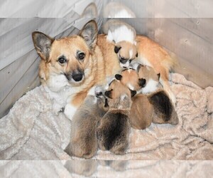 Mother of the Pembroke Welsh Corgi puppies born on 12/25/2019