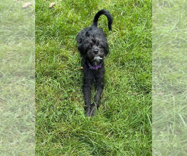 Medium Photo #8 Pug-Unknown Mix Puppy For Sale in Portland, IN, USA