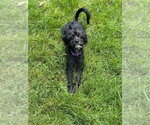 Small #7 Pug Mix