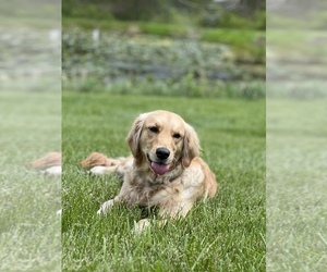 Mother of the Golden Retriever puppies born on 12/24/2024