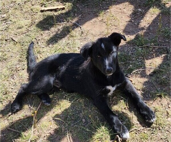 Medium Photo #1 German Shepherd Dog Puppy For Sale in OAK HILLS, CA, USA