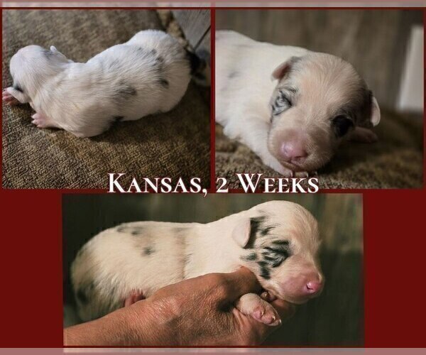 Medium Photo #16 Border Collie Puppy For Sale in BROOKFIELD, MO, USA