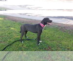 Small #1 Labrador Retriever Mix