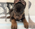 Small Photo #19 Doberman Pinscher Puppy For Sale in COLORADO SPRINGS, CO, USA