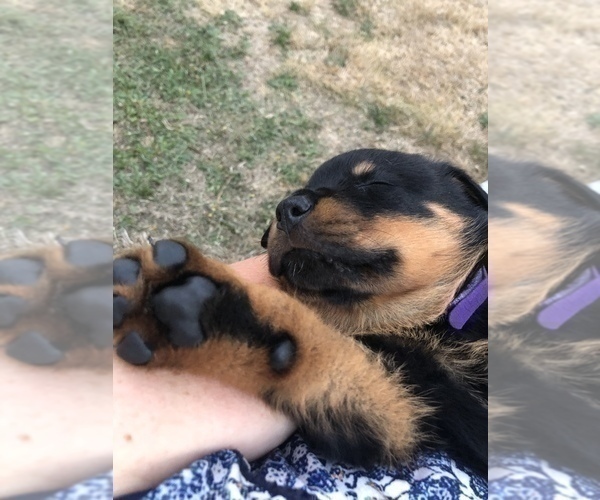 Medium Photo #3 Rottweiler Puppy For Sale in FOREST GROVE, OR, USA