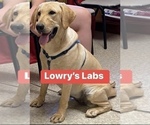Small Photo #1 Labrador Retriever Puppy For Sale in OSYKA, MS, USA