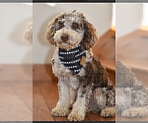 Father of the Miniature Labradoodle puppies born on 03/04/2025