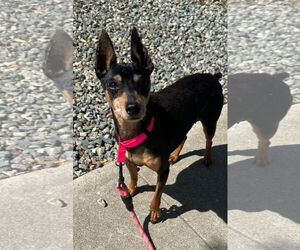 Miniature Pinscher Dogs for adoption in Newport Beach, CA, USA