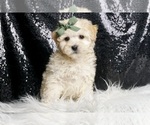 Small #1 Maltipoo