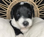 Small Photo #1 Sheepadoodle Puppy For Sale in PEORIA, AZ, USA