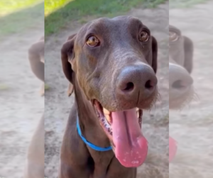 Doberman Pinscher Dogs for adoption in Buffalo, MN, USA