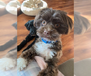 Wilson - Male Havanese-Unknown Mix Dog for Adoption - Photo #2