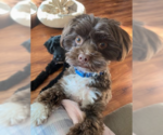 Small Photo #2 Havanese-Unknown Mix Puppy For Sale in Brooklyn Center, MN, USA