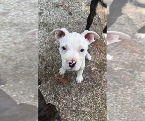 Medium Photo #2 Mutt Puppy For Sale in Candler, NC, USA