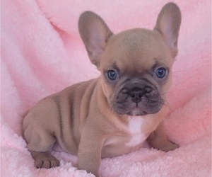 French Bulldog Puppy for Sale in LAS VEGAS, Nevada USA