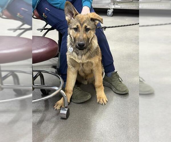 Medium Photo #1 German Shepherd Dog-Unknown Mix Puppy For Sale in Forestville, MD, USA