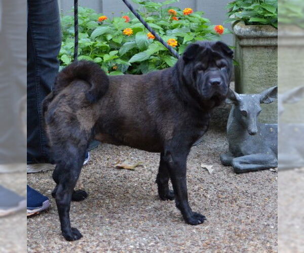 Medium Photo #1 Chinese Shar-Pei Puppy For Sale in Enfield, CT, USA