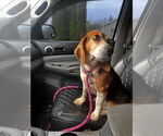 Small #8 Beagle