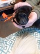 Small Photo #1 Chow Chow Puppy For Sale in HILLPOINT, WI, USA