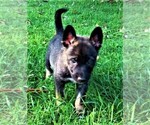 Small Photo #3 German Shepherd Dog-Siberian Husky Mix Puppy For Sale in FINKSBURG, MD, USA