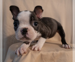 Small #16 Boston Terrier