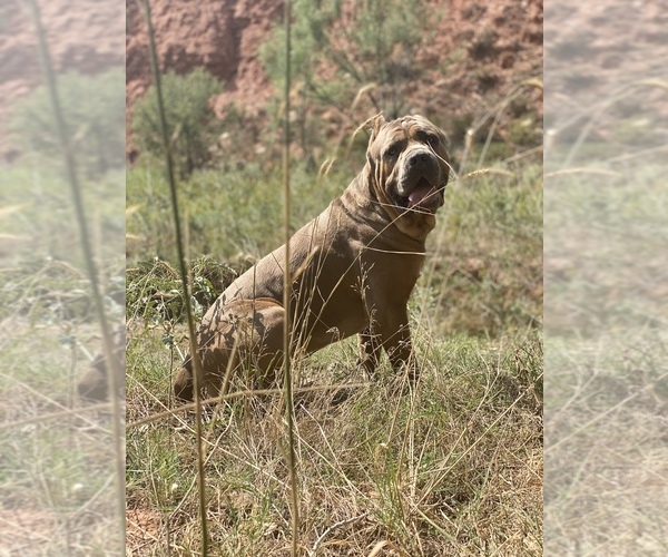 Medium Photo #19 Cane Corso Puppy For Sale in AMARILLO, TX, USA