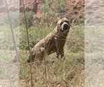 Small Photo #19 Cane Corso Puppy For Sale in AMARILLO, TX, USA
