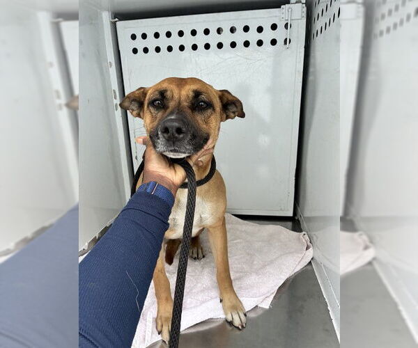 Medium Photo #1 Rhodesian Ridgeback Puppy For Sale in Stockton, CA, USA