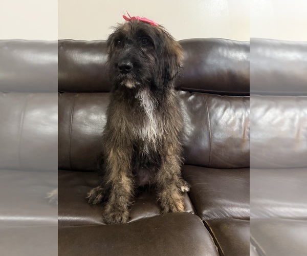 Medium Photo #6 Saint Berdoodle Puppy For Sale in DINWIDDIE, VA, USA