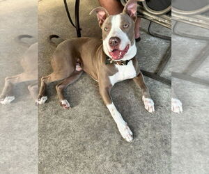 Medium American Pit Bull Terrier