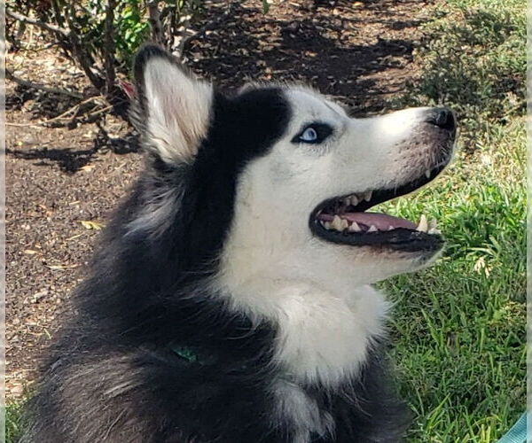 Medium Photo #4 Siberian Husky Puppy For Sale in HOUSTON, TX, USA