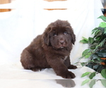 Small Photo #3 Newfoundland Puppy For Sale in SHILOH, OH, USA