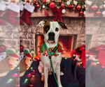 Small #12 Boxer Mix
