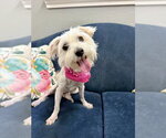 Small #3 Mutt