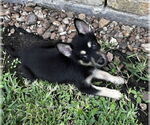 Small #4 German Shepherd Dog Mix