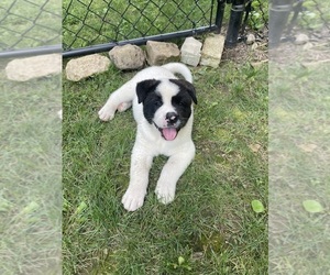 Akita Puppy for sale in MUNROE FALLS, OH, USA