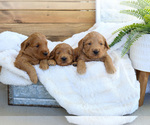 Small Photo #1 Goldendoodle (Miniature) Puppy For Sale in FARR WEST, UT, USA