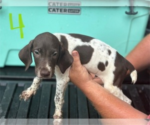 German Shorthaired Pointer Puppy for sale in BONIFAY, FL, USA