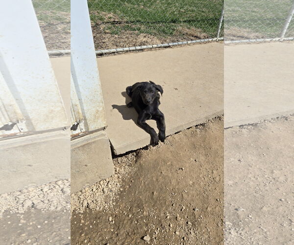 Medium Photo #2 German Shorthaired Pointer-Unknown Mix Puppy For Sale in Maquoketa, IA, USA