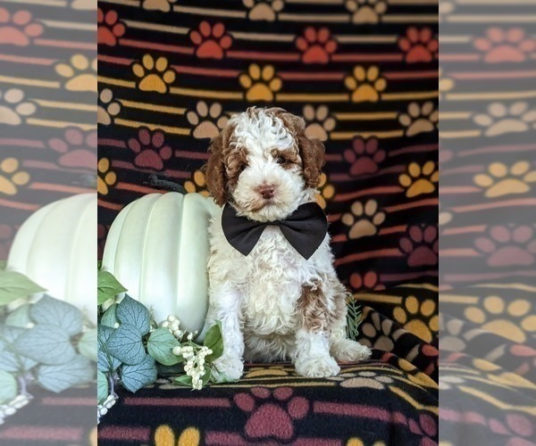 Medium Photo #2 Poodle (Miniature) Puppy For Sale in BIRD IN HAND, PA, USA
