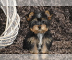Small #3 Yorkshire Terrier