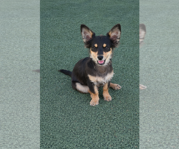 Medium Photo #1 Chihuahua-Unknown Mix Puppy For Sale in La Verne, CA, USA