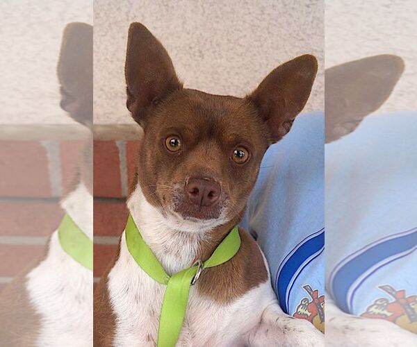 Medium Photo #1 Jack Chi Puppy For Sale in Carrollton, TX, USA