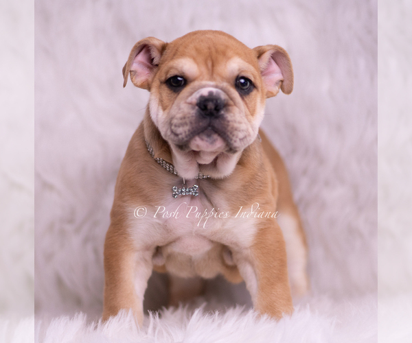 Medium Photo #6 Bulldog Puppy For Sale in WARSAW, IN, USA
