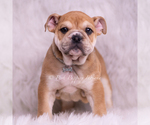 Small #5 Bulldog