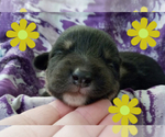 Small Photo #26 Australian Shepherd-Pembroke Welsh Corgi Mix Puppy For Sale in GALLEGOS, NM, USA