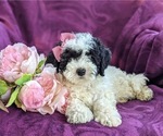 Small Photo #7 Bichpoo-Poodle (Miniature) Mix Puppy For Sale in LINCOLN UNIV, PA, USA