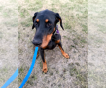 Small #8 Doberman Pinscher