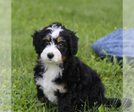 Small #2 Bernedoodle