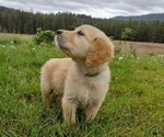 Small Photo #2 Golden Retriever Puppy For Sale in EVERETT, WA, USA